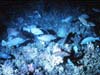 Gag grouper over oculina coral