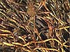 Closeup of tube worm colonies