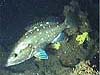 Snowy grouper
