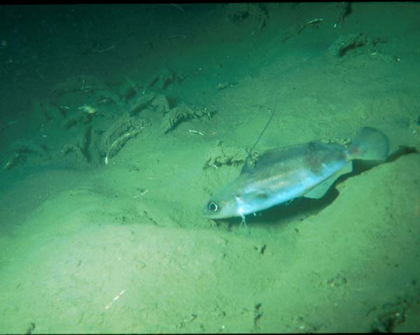 Hake, a fish species common on the continental shelf off North Carolina