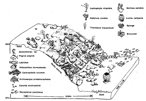 Savannah Scarp Diagram