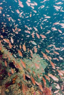 Red Barbier swimming around the wreck of the USS Monitor.