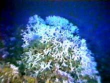Oculina varicosa coral head
