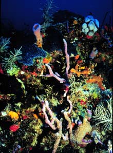 Colorful Reef Scene