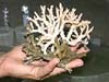 Ivory Tree coral, oculina varicosa