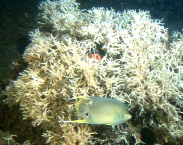 blue angel fish near Oculina coral head