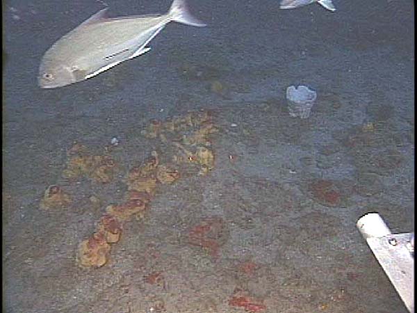 Sponges on seafloor