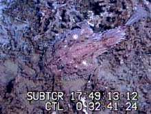 anglerfish resting on coral floor