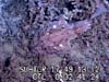 Camouflaged anglerfish