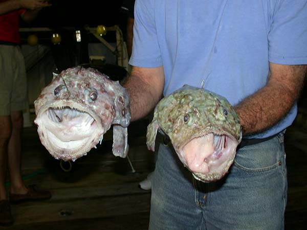 two anglerfish
