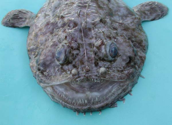 Close-up of anglerfish