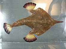 Batfish