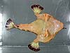 Ventral side of batfish