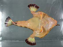 Ventral side of batfish