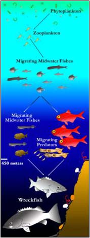 Charleston Bump foodchain