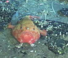 pink frogmouth fish