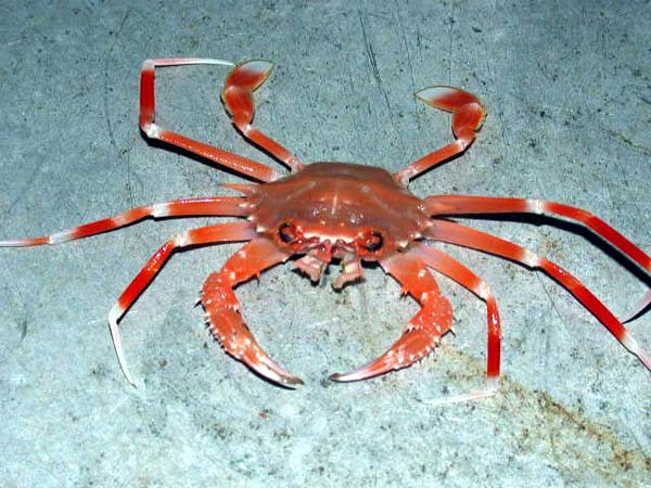 Crab