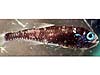 lanternfish larva