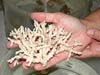 Ivory tree coral from Sebastian Reef