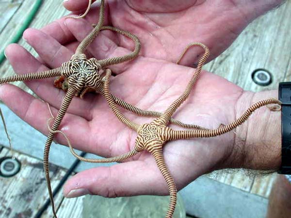 These brittle stars were collected during one of the earliest expeditions supported by NOAA Ocean Exploration, the 2001 Islands in the Stream expedition to explore protected and unprotected deepwater coral reefs and hard-bottom communities throughout the Gulf of Mexico and South Atlantic regions.