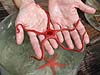 Giant red brittle star