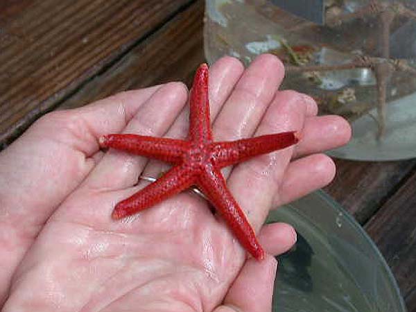 Red star fish