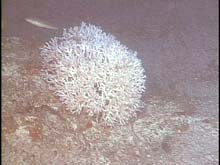 Intact live Oculina coral