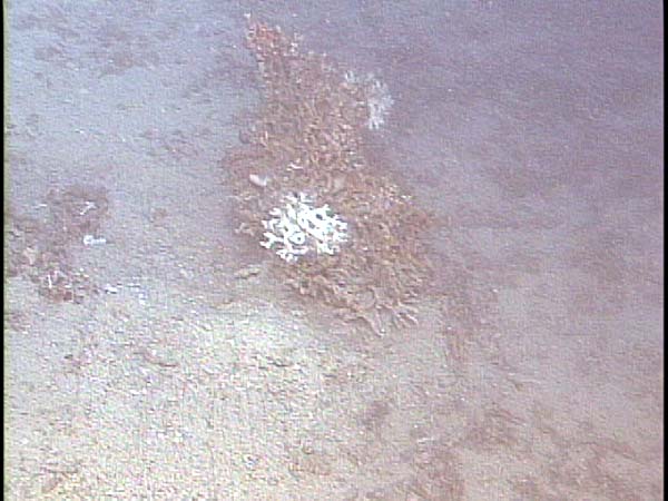 Intact dead Oculina coral head