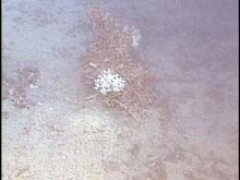 Intact dead Oculina coral