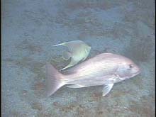 blue angelfish and red snapper