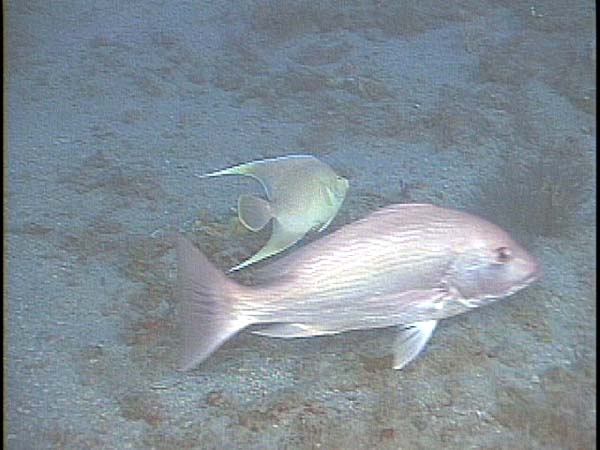 Angelfish and Snapper