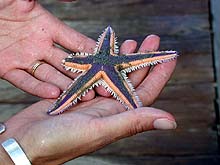 Starfish