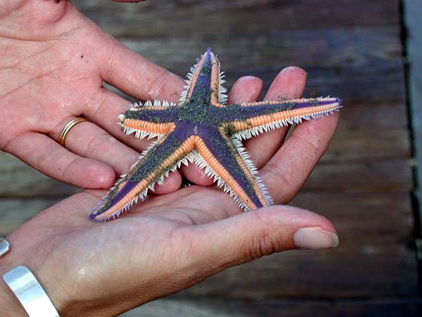 Starfish