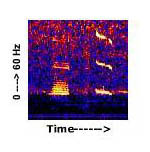 spectogram of blue whale sound