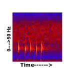 spectogram of a fin whale sound