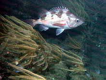 Darkblotched rockfish