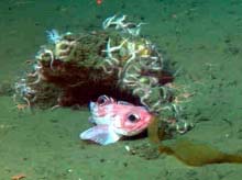 thorny rockfish under sea star covered rock