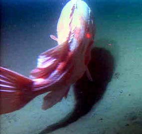 a shortraker rockfish