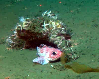 thorny rockfish under sea star covered rock