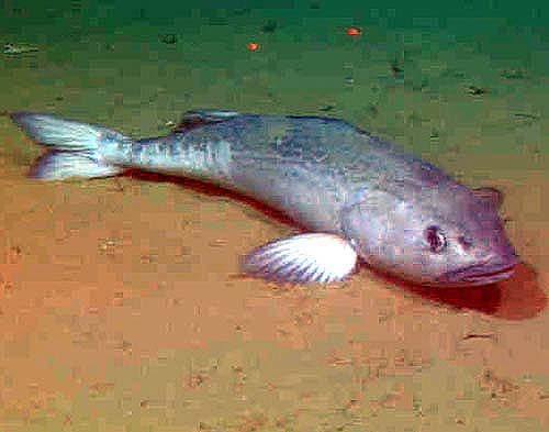 sablefish on mud bottom