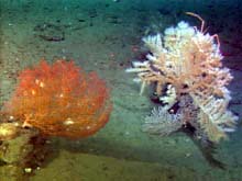 3 different types gorgonian corals