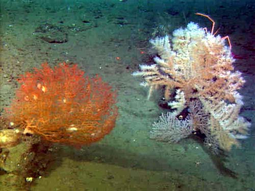 3 different types gorgonian corals