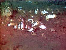 clams near a methane seep