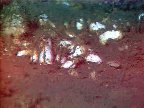 clams near methane seep