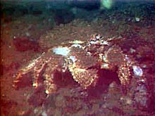 box crab 