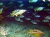 school of yellowtail fish