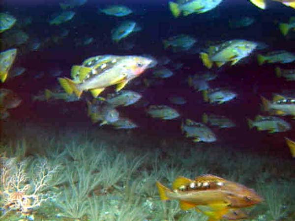 school of yellowtail rockfish