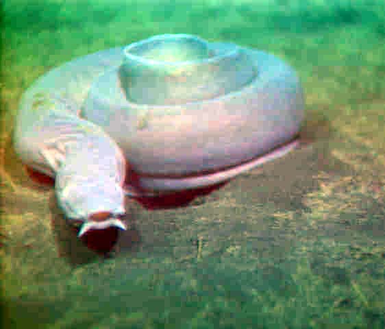 Pacific hagfish