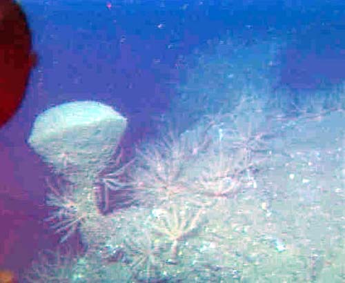 vasesponge and crinoids