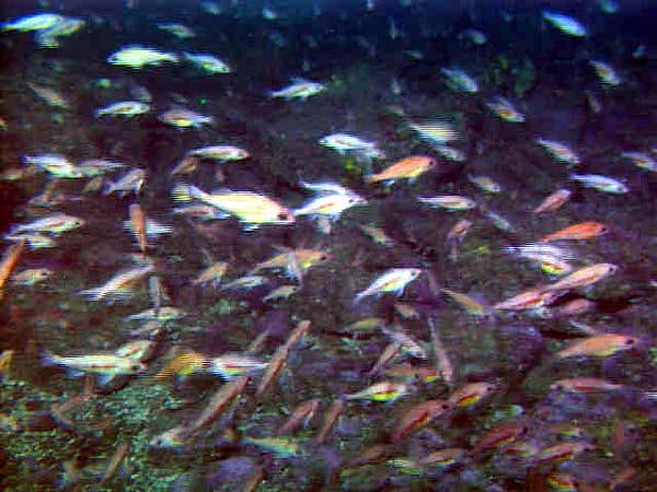 school of pygmy rockfish